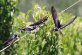 Schwalben füttern Jungtiere an einem stürmischen Tag